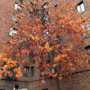 Meet your Posher, Abu